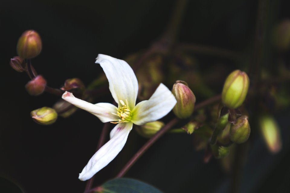 White Petaled Flower