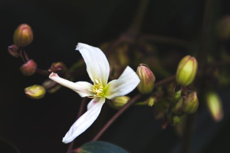White Petaled Flower photo