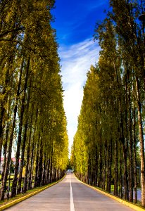 Straight Road Surrounded With Trees
