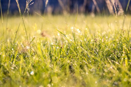 Green Grass