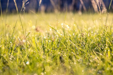 Green Grass photo