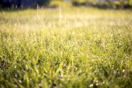 Green Lawn photo