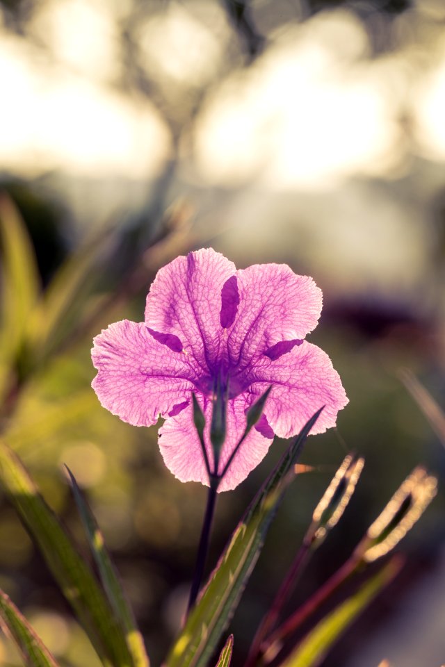Purple Petaled Flower