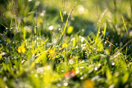 Close-up Photography Of Green Grass photo