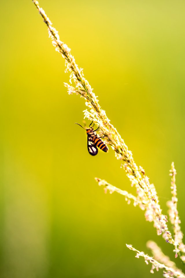 Insect On Flower photo