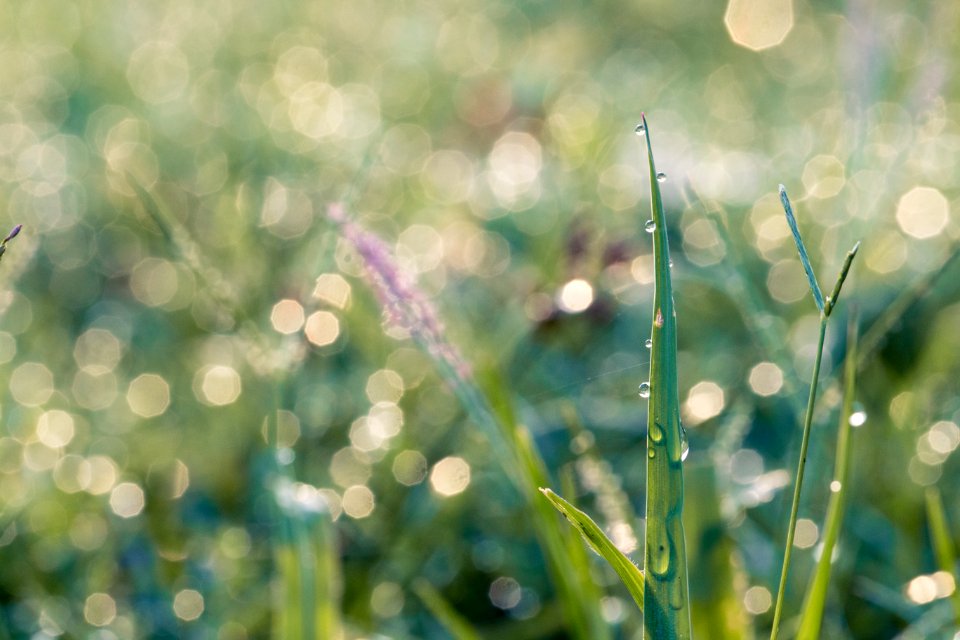 Macro Photography Of Blades Of Grass