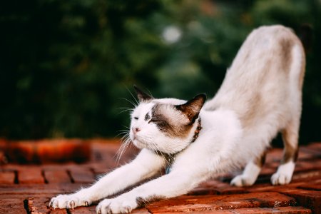 Stretching White Cat photo