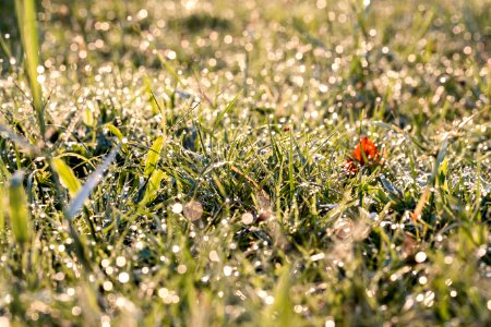 Green Grass