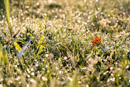 Green Grass photo