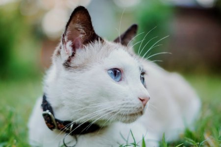 Cat With Collar photo