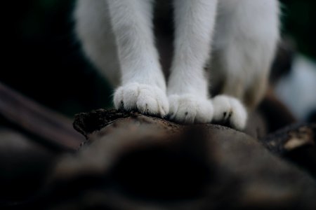 Cat Paws