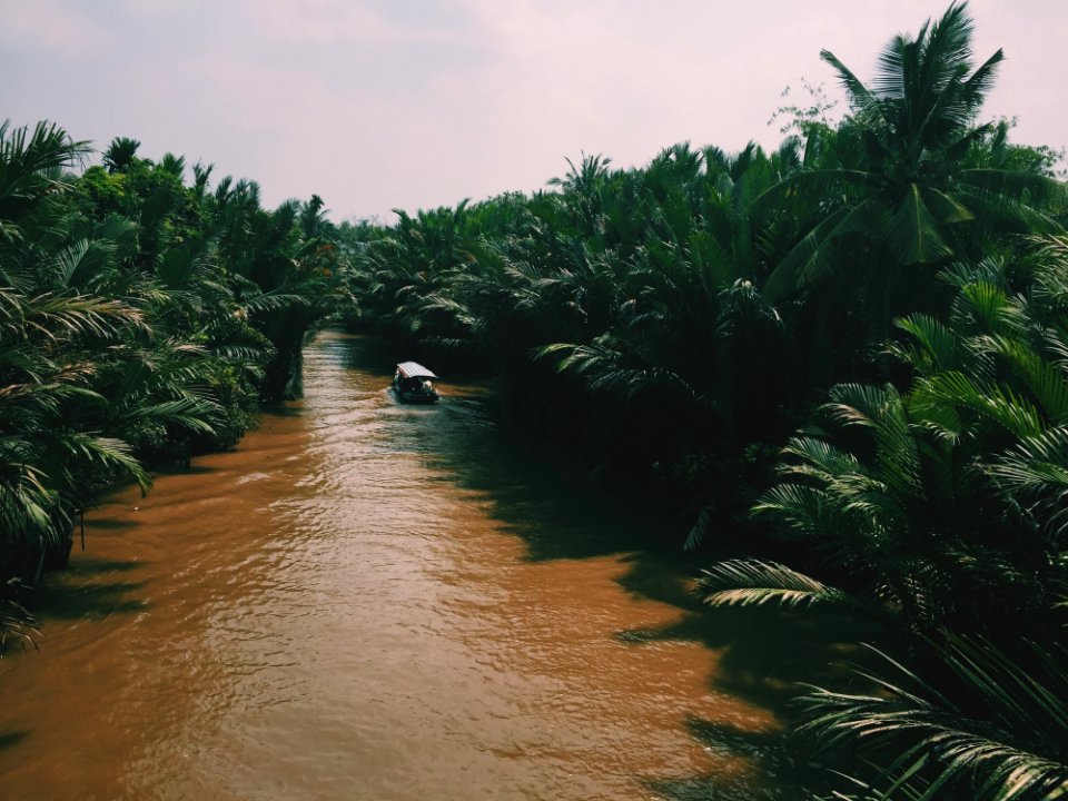 River In The Middle Of A Forest
