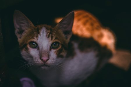 Tabby Cat photo