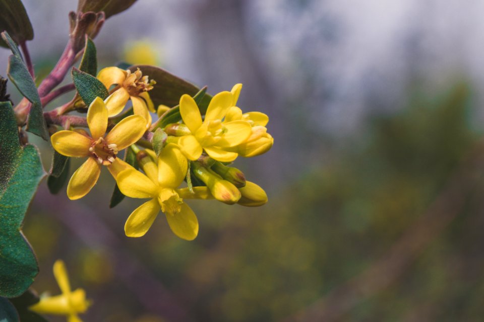 Yellow Flowers