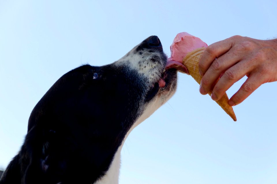 Dog Licking Ice Cream