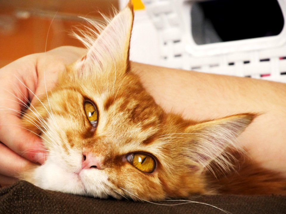 Person Holding Orange Tabby Cat