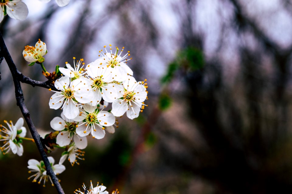 White Flowers