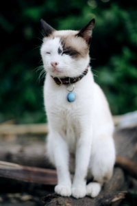 Cat Sitting On Branch photo