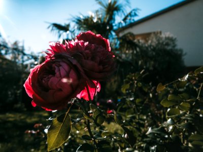 Two Pink Petaled Roses