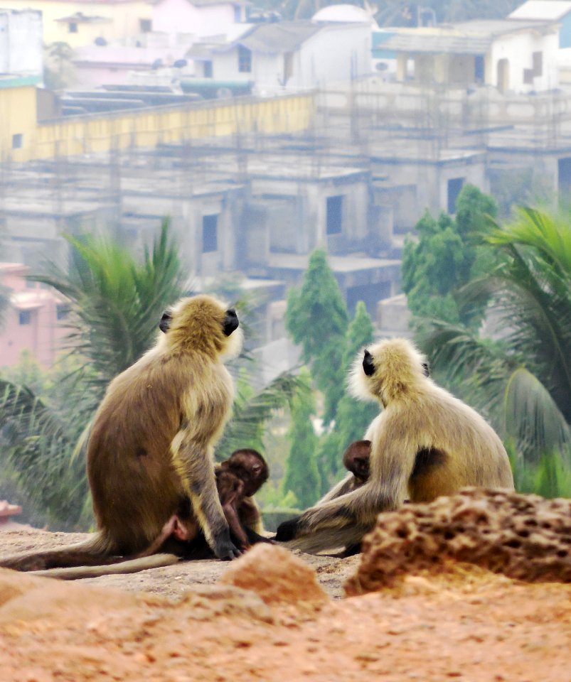 Four Monkeys Sitting On Soil Watching Houses And Palm Trees