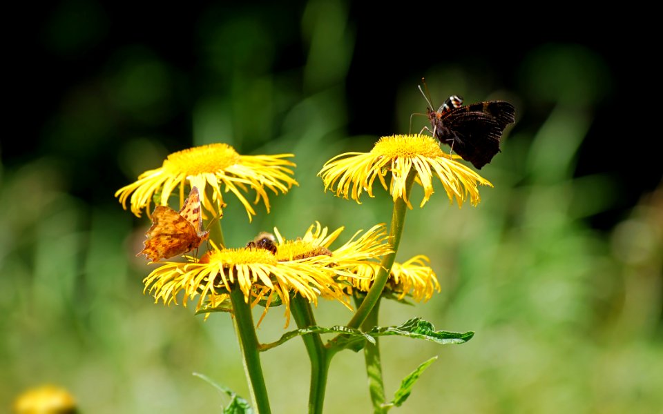 Brown Moth Perched On Yellow Flower At Daytime