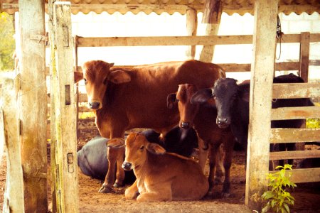 Herd Of Brown Calf