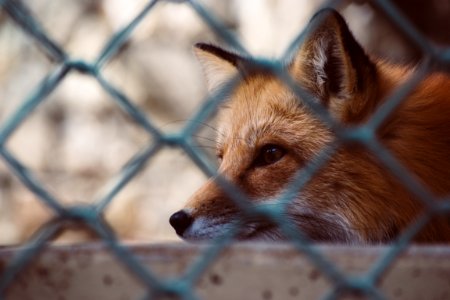 Close Up Photo Of Fox