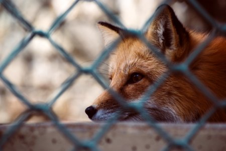 Close Up Photo Of Fox photo