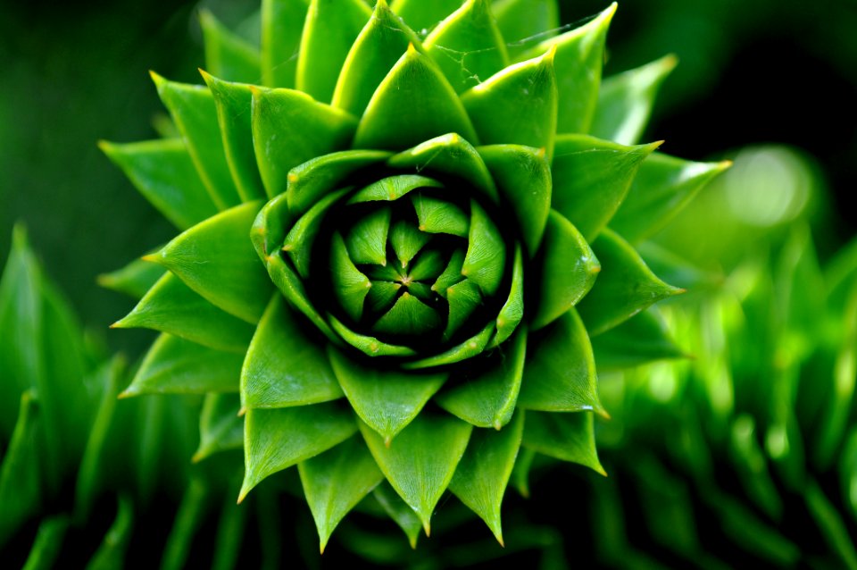 Green Succelent Plant