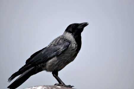 Black And Gray Bird photo