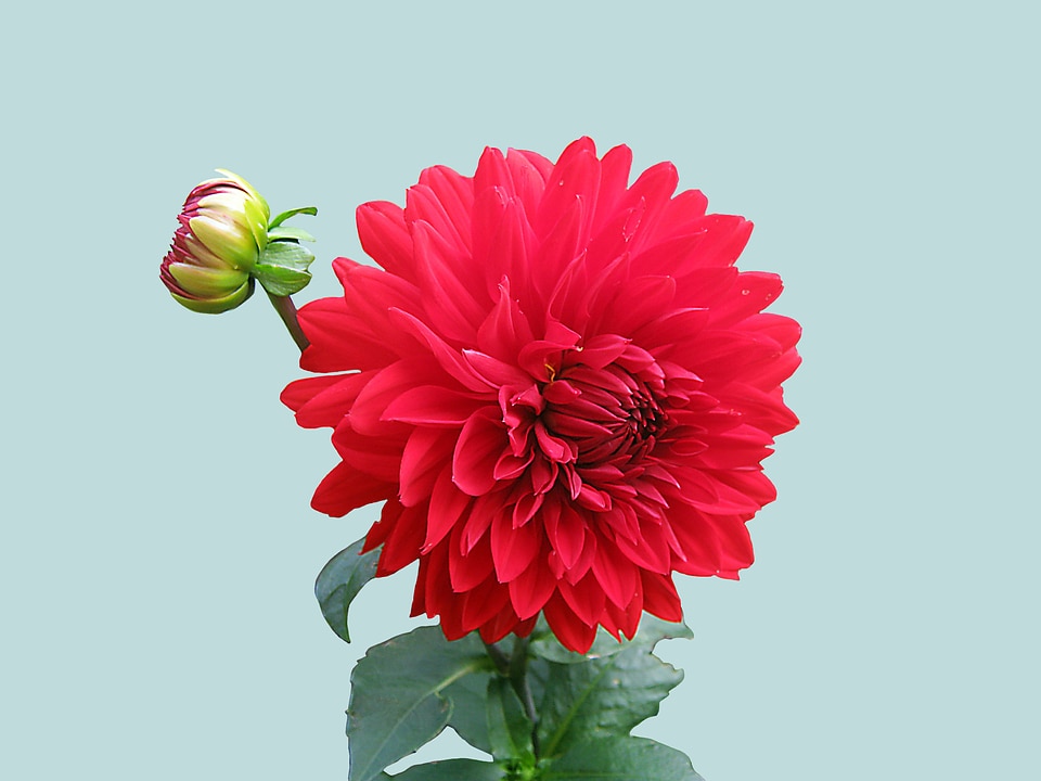 Flowers flower isolated
