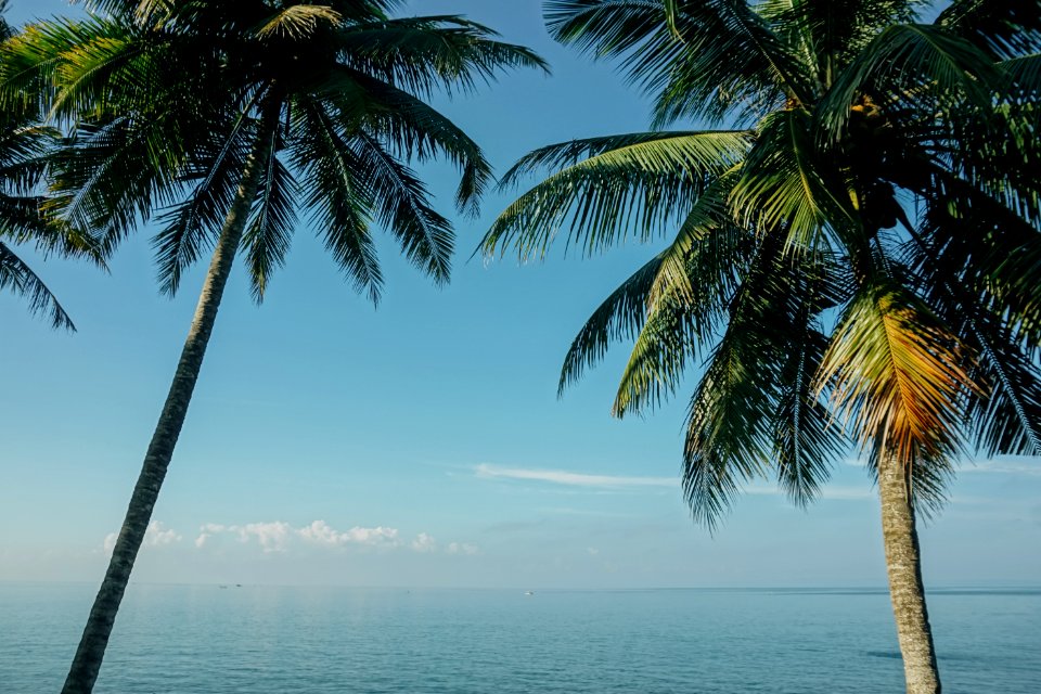 Two Coconut Trees Near Sea photo