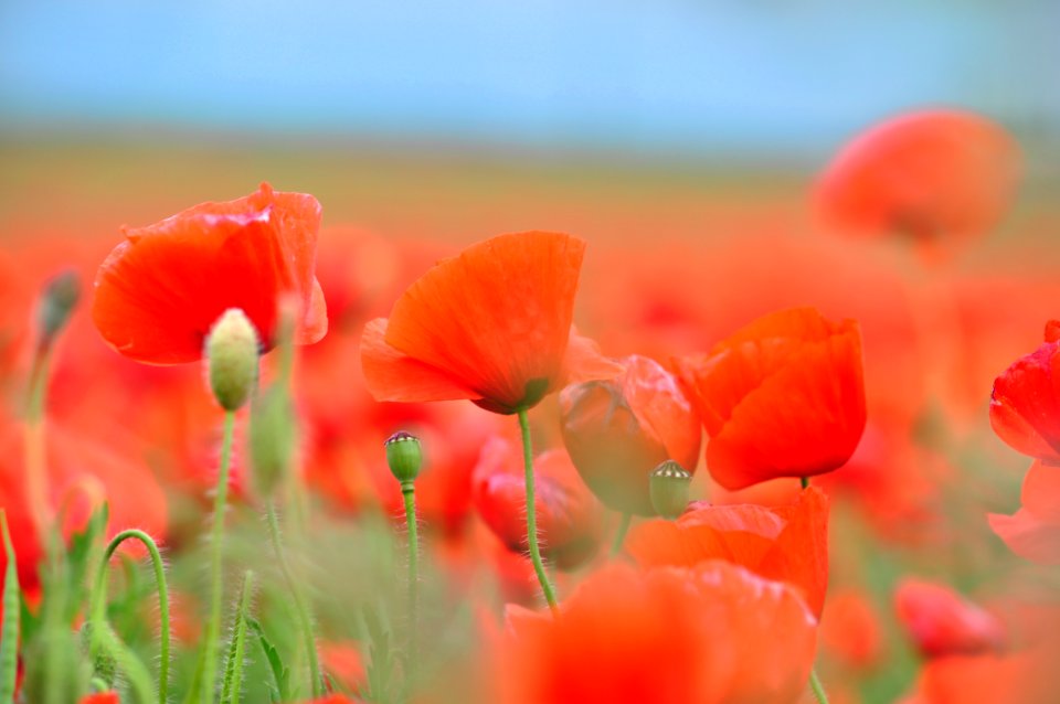 Closeup Photography Of Red Clustered Petal Flowers