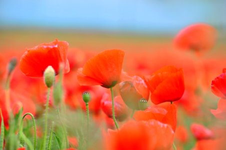 Closeup Photography Of Red Clustered Petal Flowers photo