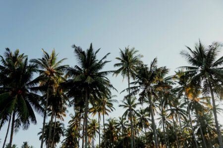 Coconut Trees Under Blue Sky At Daytime photo