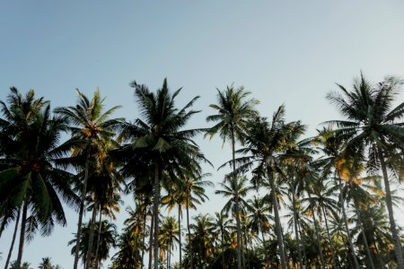 Coconut Trees Under Blue Sky At Daytime