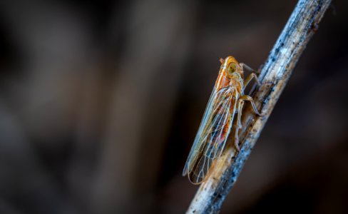 Closeup Photo Of Brown And Gray Cicada On Twig photo