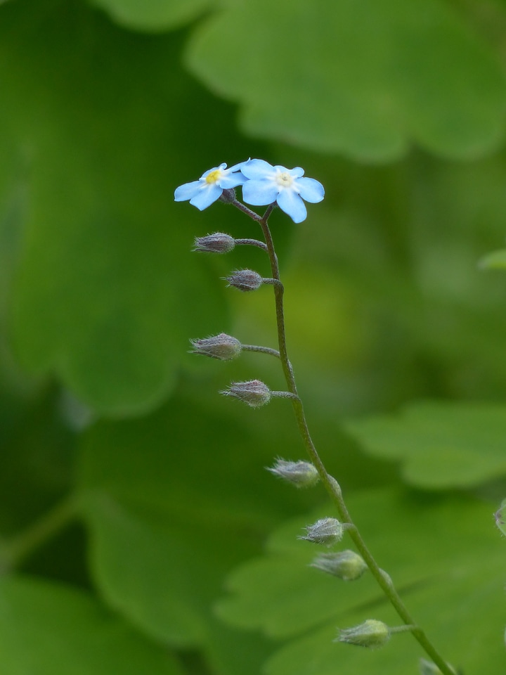 Pointed flower flowers bud
