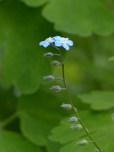 Pointed flower flowers bud