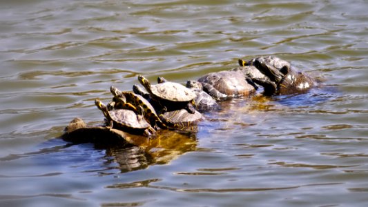 Photo Of Group Of Turtle On Water