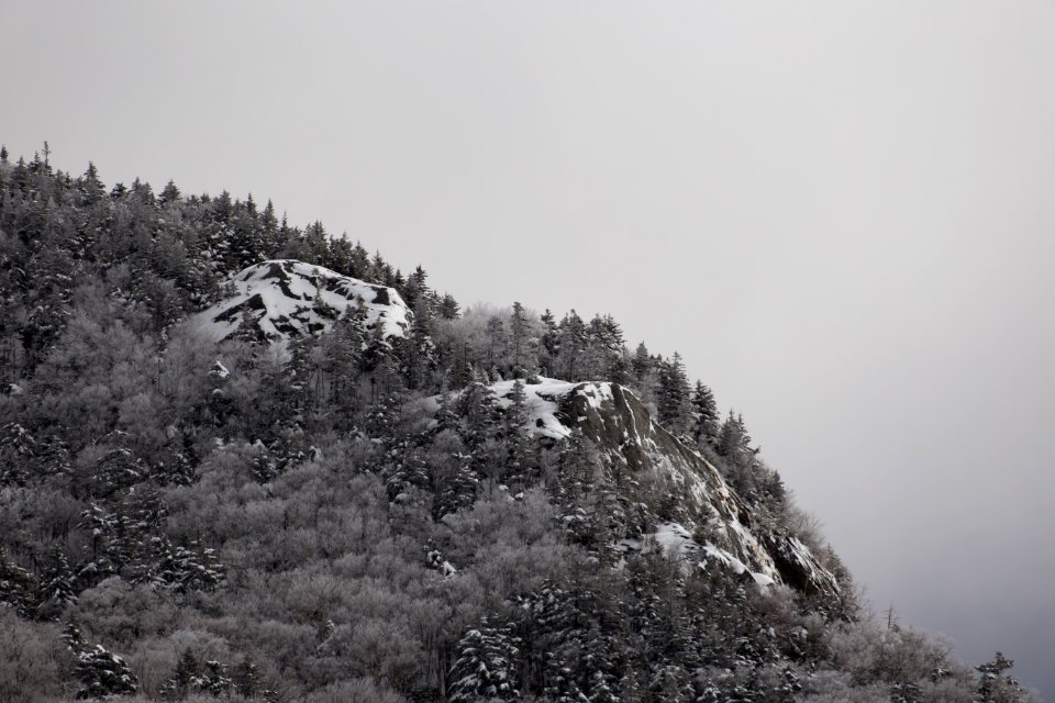 Green Leaf Plant On Mountain With Fog photo