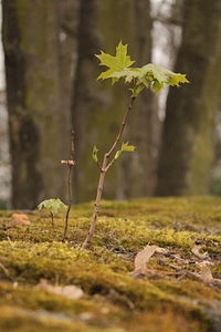 Bäumchen grow shoots