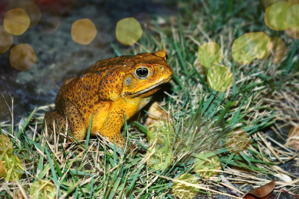 Close-Up Photography Of Frog On Grass