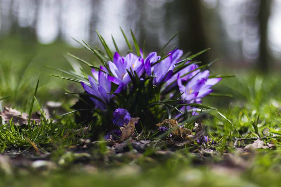 Selective Focus Photography Of Purple Flowers Near Grass