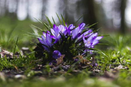 Selective Focus Photography Of Purple Flowers Near Grass
