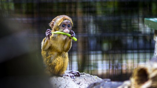 Photography Of A Baby Monkey Eating Vegetable photo