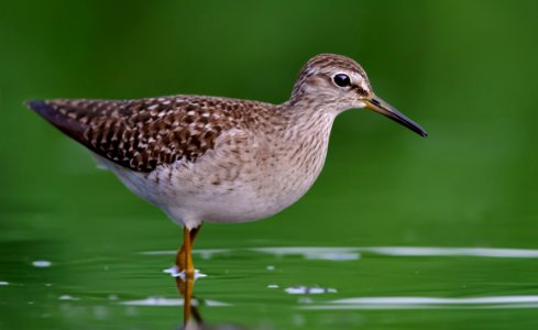Close-Up Photography Of Willet Bird On Water photo