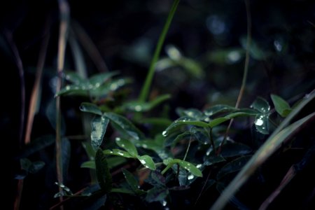 Selective Focus Photography Of Wet Leaves photo