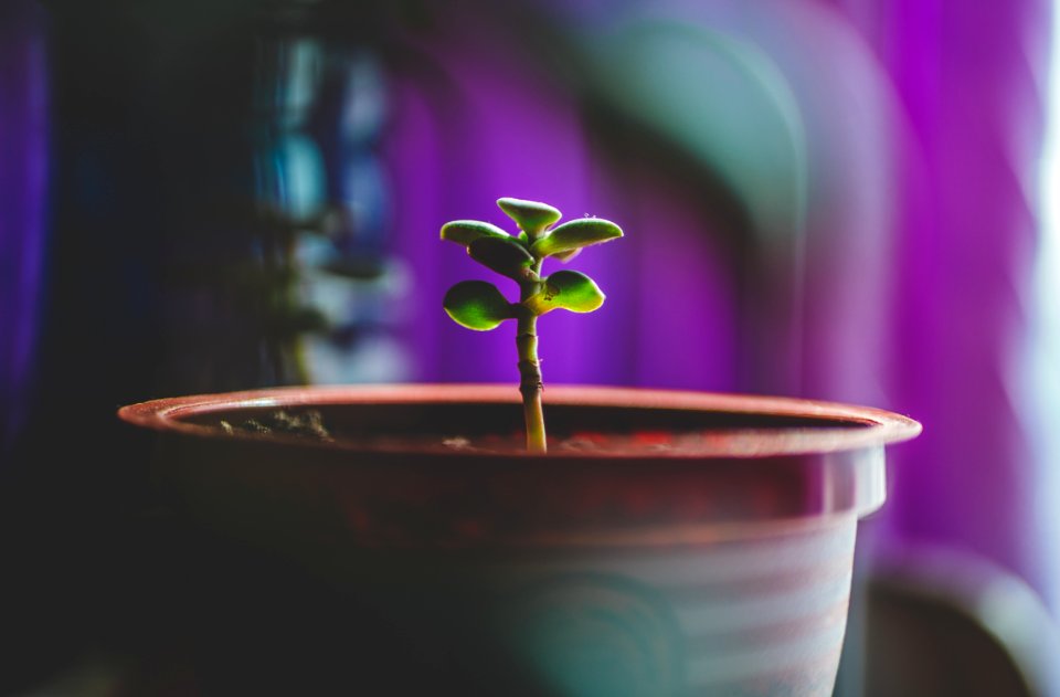 Selective Photography Of Green Plant