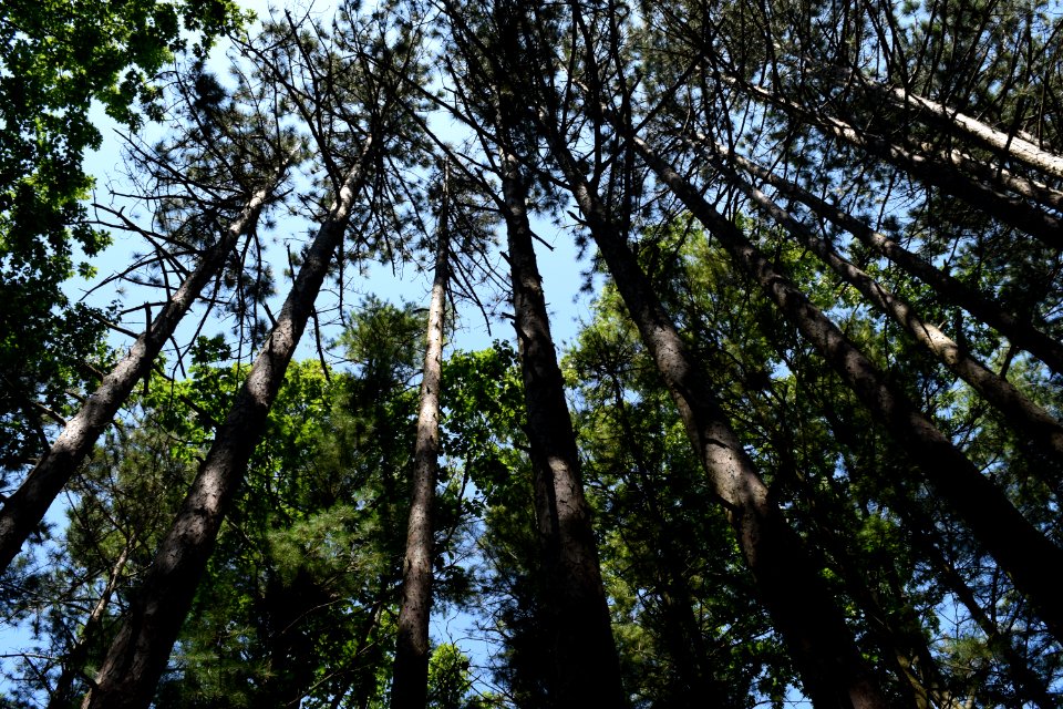 Low Angle Photography Of Trees